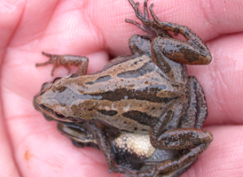 New Jersey Chorus Frog